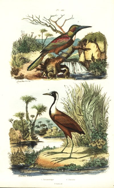 グレートジャカマー（Jacamerops aureus）、ノーザンジャカナ（Jacana spinosa）。 作： Unbekannt