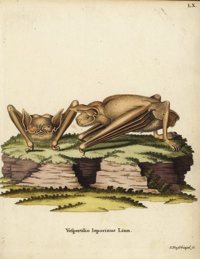オオブルドッグコウモリ、Noctilio leporinus。Vespertilio leporinus Linn.Johann Christian Daniel Schreber
