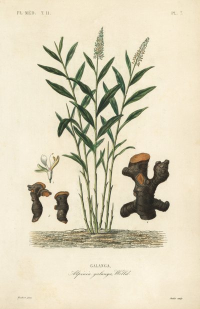 グレーターガランガルまたはタイガランガル、Alpinia galanga、Galanga 作： Unbekannt