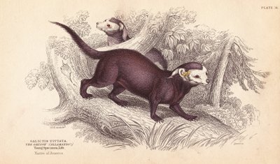 オオグリソン、Gallictis vittata。エジンバラのWilliam Jardine