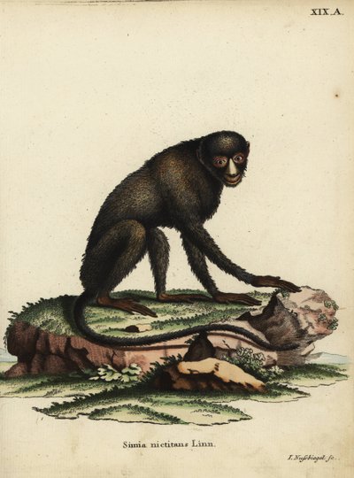 グレーター・スポットノーズ・モンキーまたはパテノーズ・モンキー。Cercopithecus nictitans.Simia Nictitans Linn.Johann Christian Daniel Schreber