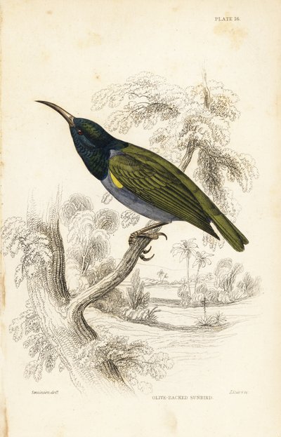 アオジイロサンショウクイ（下ギニア）、Cyanomitra verticalis cyanocephala（オリーブイロサンショウクイ、Cinnyris chloronotus）。ウィリアム・ジャーディン卿の『ナチュラリスト・ライブラリー』より、ウィリアム・スウェインソンを模したウィリアム・リザースによる手彩色スチール・エングレーヴィング：鳥類学：鳥類 作： Unbekannter Künstler