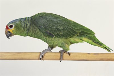 木の棒の上を歩く緑のオウム（横から見た図 作： Unbekannt