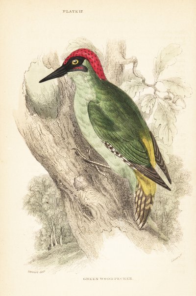 緑のキツツキ、Picus viridis、木に腰掛け.1889 (彫刻) 作： Unbekannter Künstler