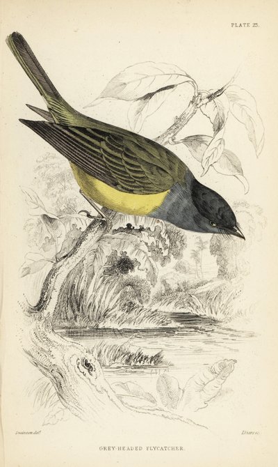灰色頭鶲、Culicicapa ceylonensis（灰色頭鶲、Cryptolopha poiocephala）。Sir William Jardine
