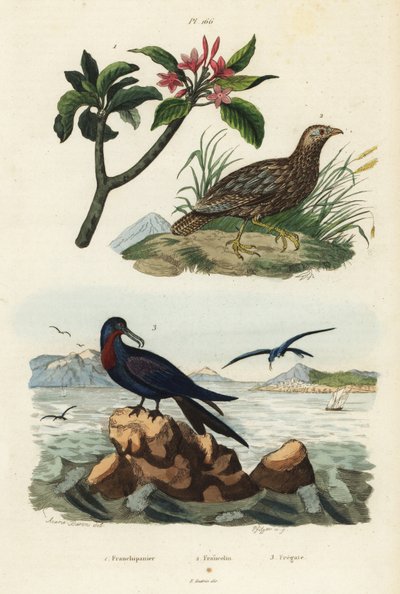 Grey-winged francolin, Scleroptila afra 2, great frigatebird, Fregata minor 3, and red frangipani, Plumeria rubra 1 作： Unbekannt