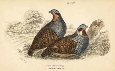灰色のヤマウズラ、Perdix perdix。 1889年（彫刻） 作： Unbekannter Künstler