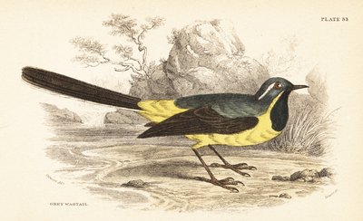 灰色の鶺鴒、Motacilla cinerea。 1889年（彫刻） 作： Unbekannter Künstler