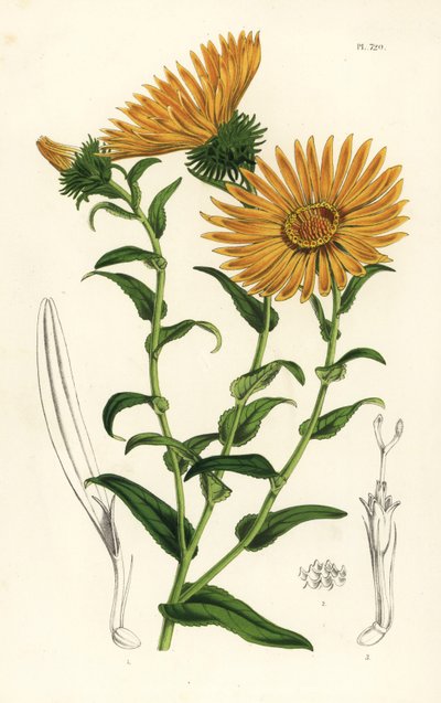 グリンデリア・グランディフローラLouis van Houtte and Charles Lemaire
