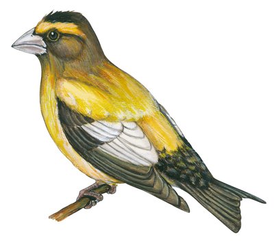 Gros bec errant - イブニンググロスビーク (Coccothraustes vespertines) 作： Unbekannter Künstler