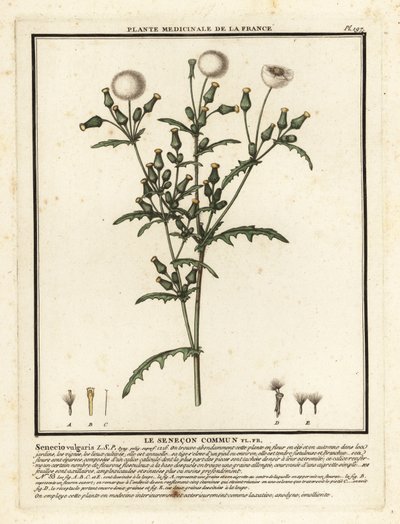 Groundsel、Senecio vulgaris。 作： Unbekannter Künstler
