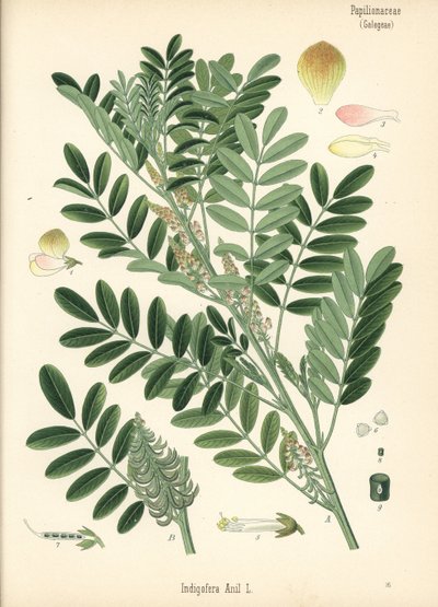 グアテマラ藍または小葉藍、Indigofera suffruticosa（Indigofera anil）。Hermann Adolph Koehler