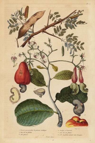 アラビアゴムの木、Senegalia senegal (Acacia verek) 1,2,3、カシューナッツの木、Anacardium occidentale 4,5,6。 作： Unbekannt