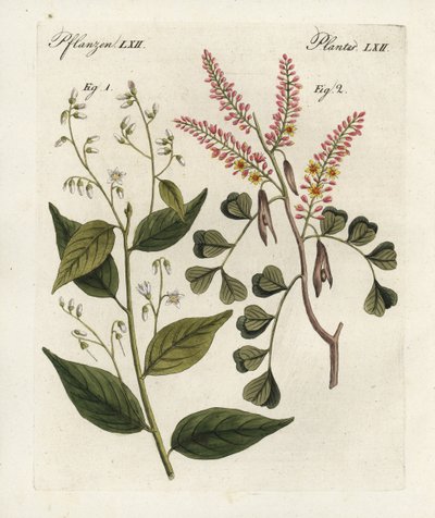 ガム・ベンジャミンの木、Styrax benzoin 1とログウッド、Haematoxylon campechianum 2。手彩色銅版画、ベルトゥッフの『子供のための絵本』（ワイマール）より。 作： Unbekannter Künstler