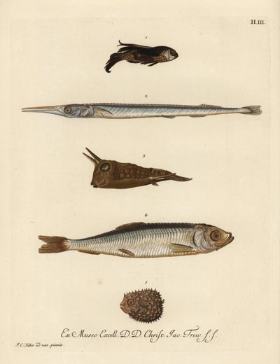 ホウボウ、Chelidonichthys種1、針魚、Belone belone 2、ロングホーンカウフィッシュ、Lactoria cornuta 3、ニシン、Clupea harengus 4、少数棘のヤマアラシ、Chilomycterus reticulatus 5。ヨハンのイラストによる手彩色銅版画。 作： Unbekannter Künstler