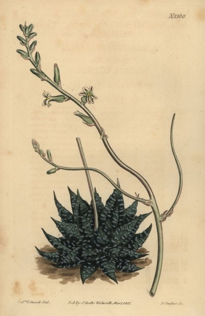 Haworthia minor or Tulista minima（Least pearl aloe, Aloe margaritifera minima 作： Unbekannt