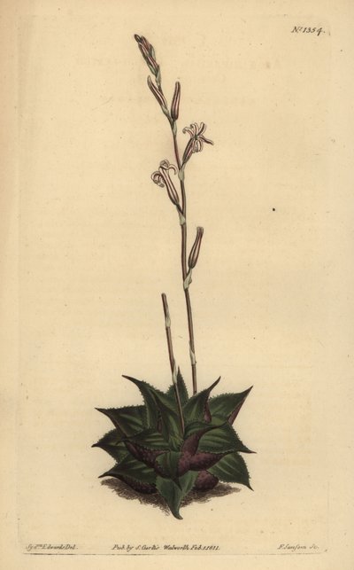 Haworthia mirabilis (Rough-leaved cushion aloe, Aloe mirabilis) 作： Unbekannt