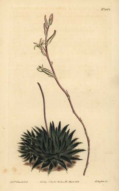 Haworthia pumila or Tulista pumila (Dark-leaved spider aloe, Aloe arachnoides pumila) 作： Unbekannt