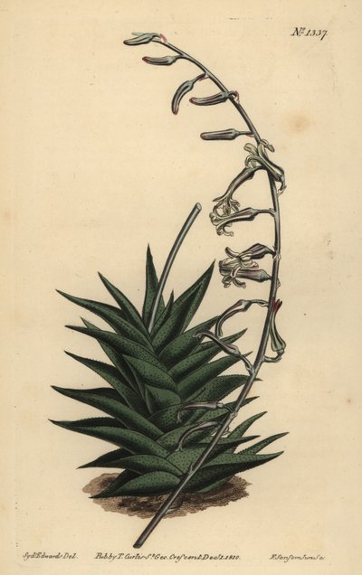 Haworthia viscosa (Stiff leaved aloe, Aloe rigida) 作： Unbekannt
