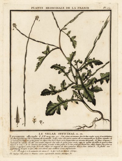 ヘッジ マスタード、Sisymbrium officinale。 作： Unbekannter Künstler