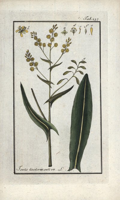 聖フィリップのハーブ（Isatis tinctoria sativa）。オランダ、ヨハネス・ゾーン（1739-1799）作 "Afbeelding der Artseny-Gewassen "のリトグラフ。 作： Unbekannter Künstler