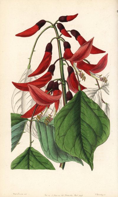 草本またはカロライナ・エリスリン - ビッドウェル氏のエリスリナ雑種、Erythrina x bidwillii。Erythrina herbaceaとErythrina cristagalliの雑種。エドワーズ著のサラ・ドレイク嬢の挿絵にジョージ・バークレイが手彩色した銅版画。 作： Unbekannter Künstler