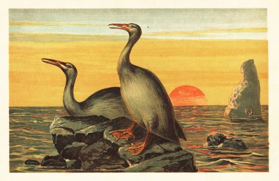 Hesperornis regalis、絶滅した鵜のような鳥.1908年（リトグラフ） 作： Unbekannter Künstler