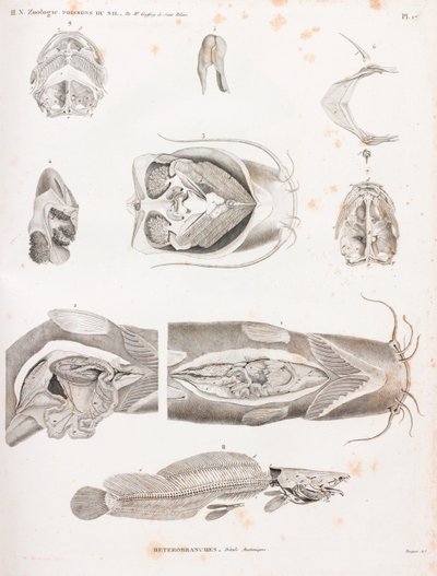 Heterobranches, anatomic details 作： Unbekannt