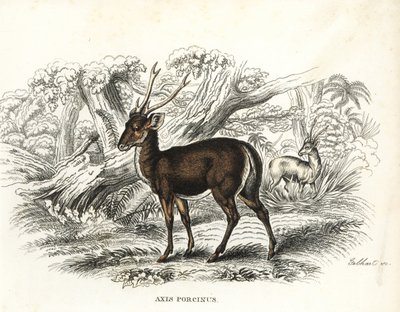 絶滅の危機に瀕するホグジカ。ゲオルク・フリードリヒ・トライチケの自然史ギャラリー、Naturhistorischer Bildersaal des Thierreiches、Liepzig-1842所蔵のゲブハルトによる手彩色リトグラフ。 作： Unbekannter Künstler