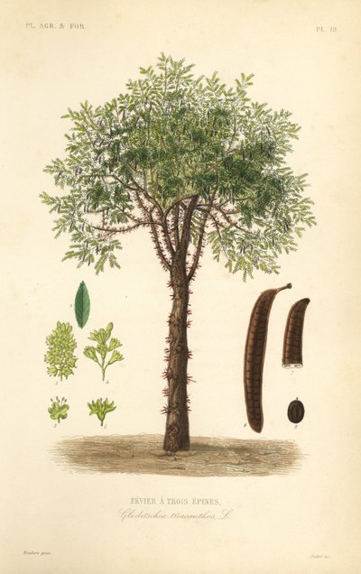 Honey locust or thorny locust tree, Gleditsia triacanthos, Gleditschia triacanthos, Fevier a trois epines 作： Unbekannt