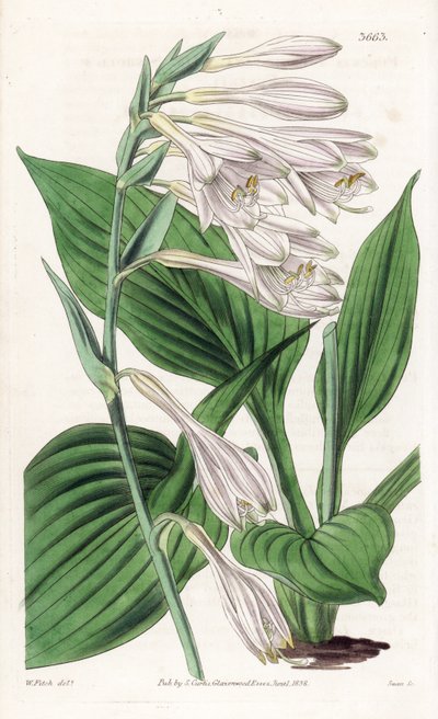 日本のホスタ - Hosta sieboldii (Dr. Siebold