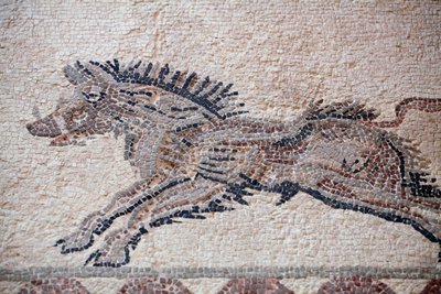 狩猟の様子。イノシシ - パフォスのモザイク、ディオニュソスの家 - 紀元後2世紀末 - キプロス - 狩猟の場面。動き回るイノシシ - パフォスのモザイク、ディオニュソスの家 - 紀元後2世紀末 - ユネスコサイト、キプロス 作： William M. Timlin