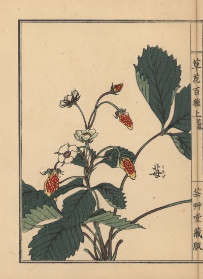イチゴ（Fragaria ananassa）。河野梅嶺の手彩色木版画『草花百種』より 東京・山田 作： Unbekannter Künstler