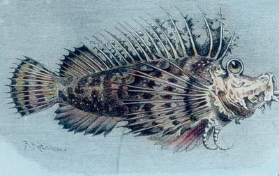 カンムリウオのイラスト) 作： Unbekannter Künstler