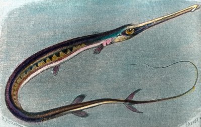 メカジキのイラスト（Xiphias gladius） 作： Unbekannter Künstler
