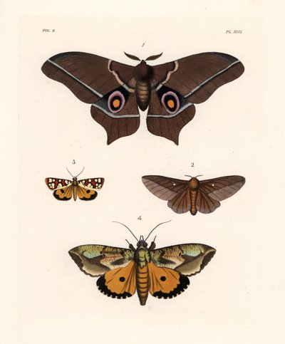 Imbrasia epimethea (Saturnia epimethea) 1、ピンクの縞模様のカシノナガキクイムシ、Anisota virginiensis (Dryocampa virginiensis) 2、Crameria aegocera (Aegocera amabilis) 3、Eudocima materna (Triphaena materna) 4。 ジョン・O・ウェストウッドの新刊より。 作： Unbekannter Künstler