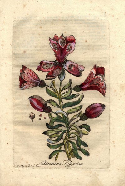 ペルーとチリ原産のインカユリ（Alstromeria pelegrina）。花、葉、茎、種子の説明。P.Maioli (またはMajoli)によるデッサン、Giuseppe Bianchiによるエングレーヴィング、1786年、John Hill