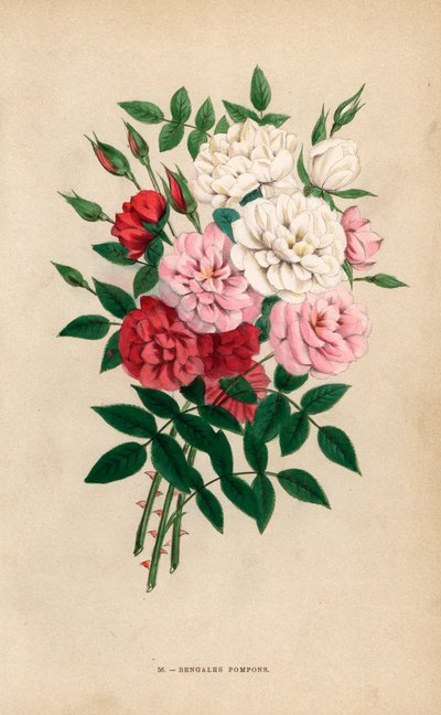 インドのボタンバラ、ベンガルのポンポン、ロサ・チネンシスの雑種。Hippolyte JamainとEugene Forneyの "Les Roses "からF. Grobonが自然をもとに描き、リトグラフしたクロモリトグラフ、パリ、J. Rothschild。 作： Unbekannter Künstler
