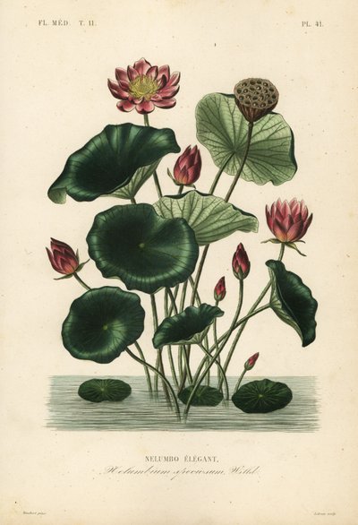 インドの蓮、Nelumbo nucifera、Nelumbium speciosum、Nelumbo elegant 作： Unbekannt