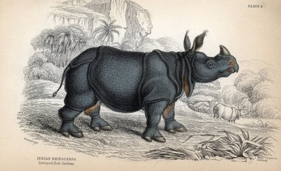インドサイ（Rhinoceros unicornis or indicus）、絶滅危惧種。ジェームズ・スチュワートのデッサンを基にしたウィリアム・リザースによる銅版画、W.H.リザース編集の「Naturalist Library: mammals, pachyderms and quadrupedes with fine skin」に掲載。 作： Unbekannter Künstler