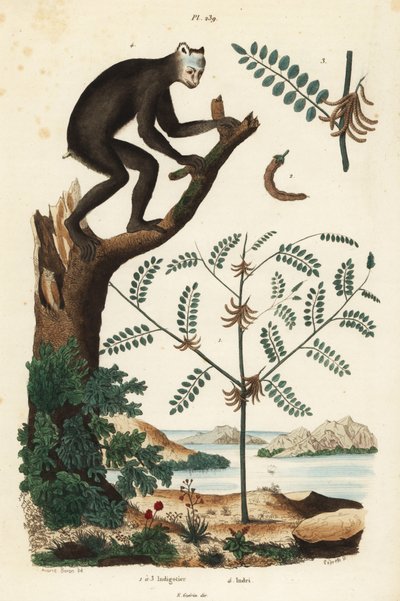 藍草（Indigofera atropurpurea）1～3と、絶滅危惧種のキツネザルであるインドリ（Indri indri）4 作： Unbekannt