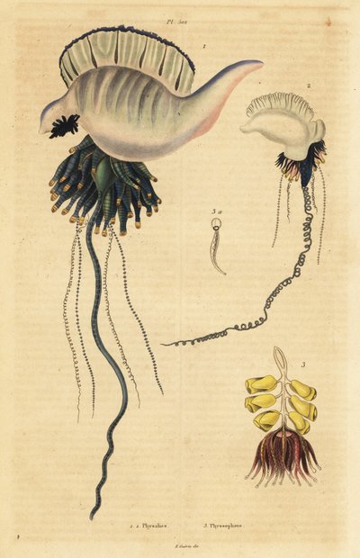 Indo-Pacific Portuguese man-of-war, Physalia utriculus 1, Azores man-of-war, Physalia physalis 2, および Siphonophora zoophyte, Physsophora disticha 3.Physalies, Physsophore 作： Unbekannt
