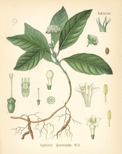 イペカクアンハ、カラピチア・イペカクアンハ（Cephaelis ipecacuanha）。Hermann Adolph Koehler