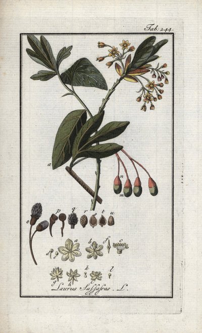 イロコイ月桂樹（Sassafras albidum）。オランダ、ヨハネス・ゾーン（1739-1799）の「Afbeelding der Artseny-Gewassen」よりリトグラフ。 作： Unbekannter Künstler
