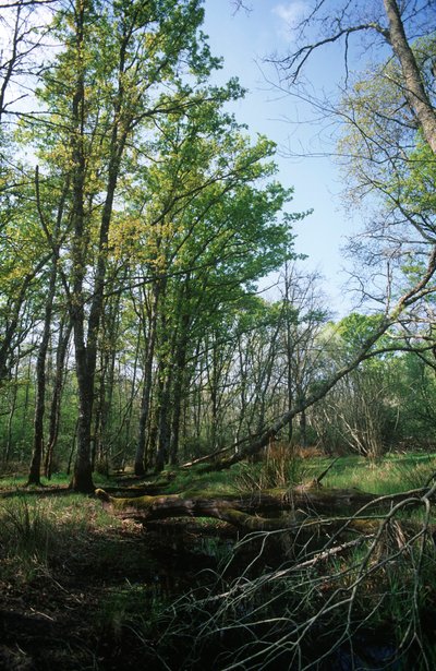 イタリア、ラティウム地方、Circeo国立公園、生物圏保護区の池 作： William M. Timlin