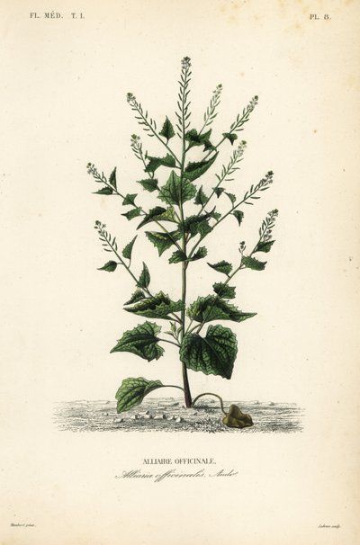 ジャックバイザヘッジまたはガーリックマスタード、Alliaria petiolata, Alliaria officinalis, Alliaire officinale 作： Unbekannt