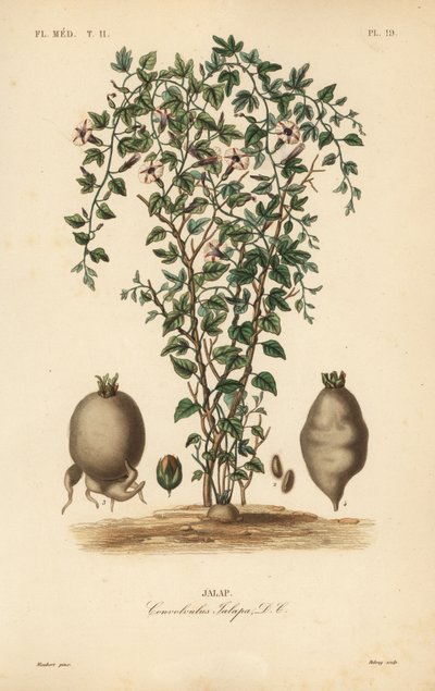 ジャラップのつる、Ipomoea jalapa、Convolvulus jalapa、Jalap 作： Unbekannt