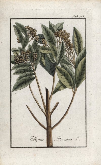 ジャマイカ胡椒、または4種のスパイス、ジロフリー胡椒（Pimenta dioica）。ヨハネス・ゾーン（1739-1799）作 "Afbeelding der Artseny-Gewassen "よりリトグラフ、オランダ。 作： Unbekannter Künstler