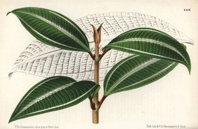 ジョニーベリーの品種、Miconia pulverulenta var trifasciata。ブリュッセルのジャン・リンデン著「l