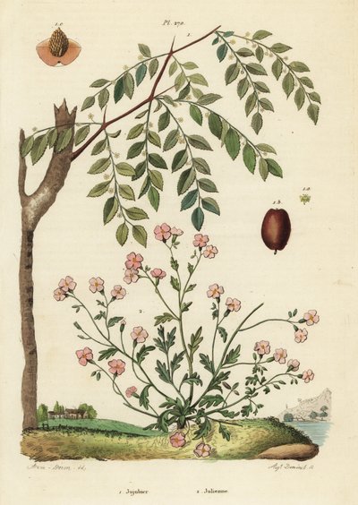 ナツメ（Ziziphus jujuba）1、バージニアストック（Malcolmia maritima）2 作： Unbekannt